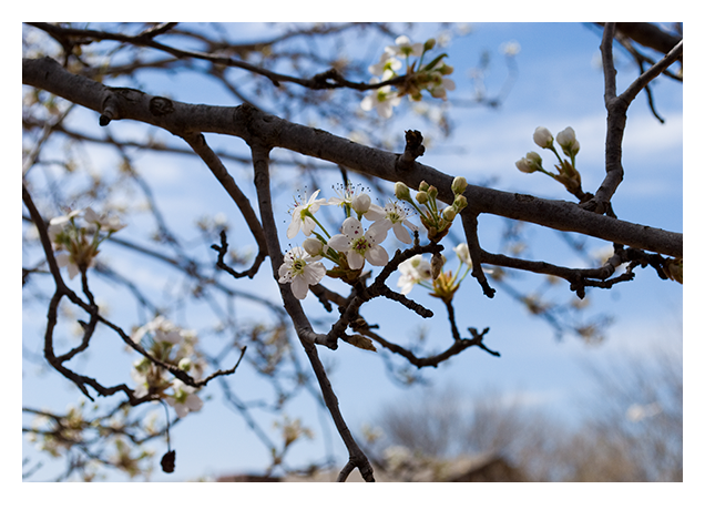 Young Dogwood tree blossoming in spring in Sweetwater Texas