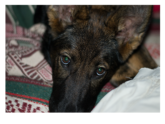 German Shepherd Dog Puppy