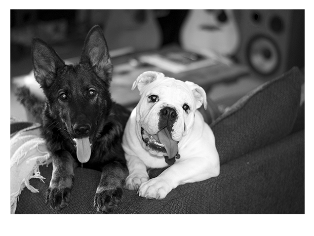 German Shepherd Dog Puppy with English Bulldog