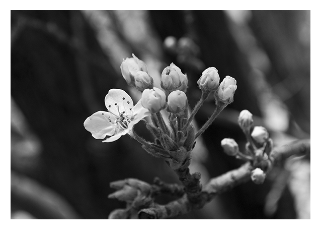 Black and White Dogwood Blossom