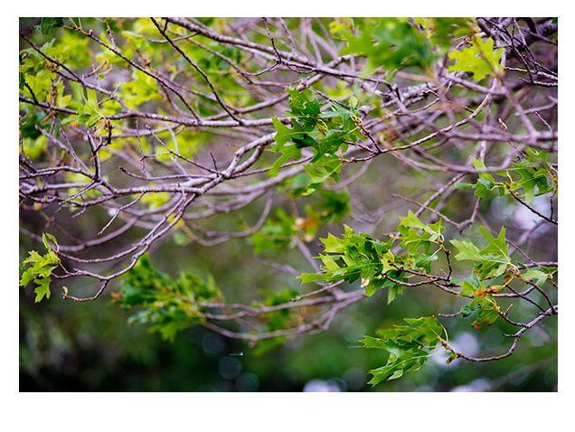 Young Spring Leaves