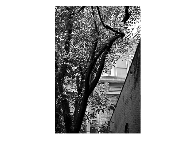 Black and White Tree in City