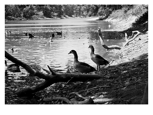 Black and White Photograph of Ducks in the Comal River