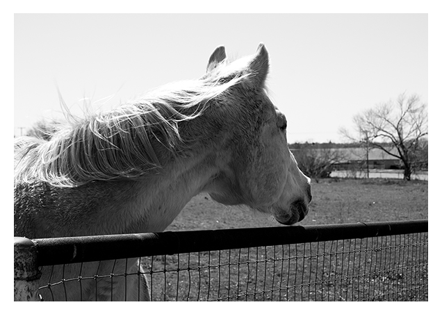 White Horse in Greyscale