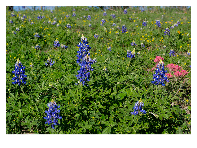 Texas Wildflowers and Bluebonnets