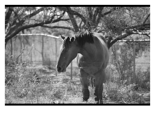 Horse, Sweetwater, Texas