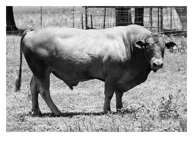 One Mean East Texas Bull