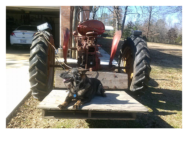 German Shepherd Dog and Tractor