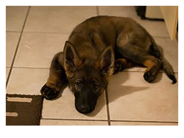 German Shepherd Puppy