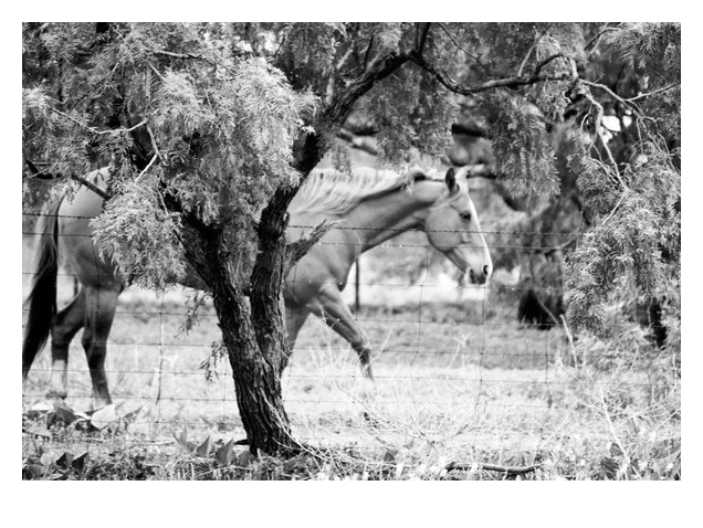 Horse Texas Sweetwater