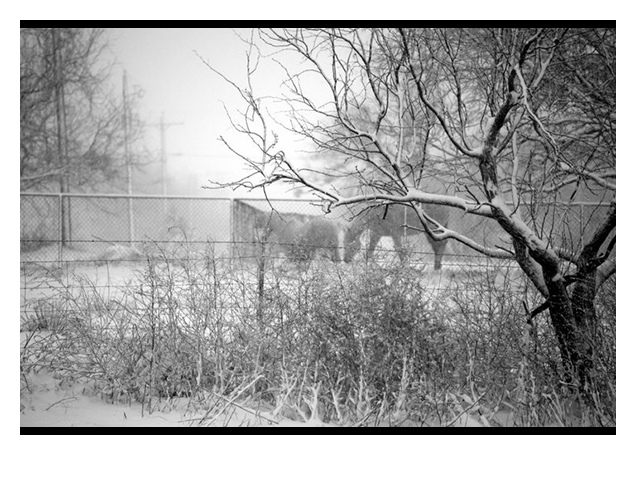 Horses Texas Sweetwater