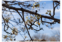 Dogwood Blossom