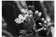 Dogwood Blossom Black and White