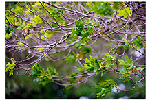 Young Spring Leaves