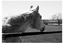 White Horse