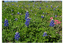 Texas Wildflowers