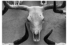 Gage Hotel Longhorn Skull