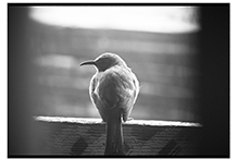 Bird on Balcony