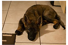 German Shepherd Puppy