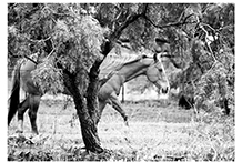 Horse in Pasture