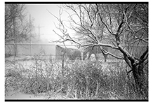 Horse in Snow